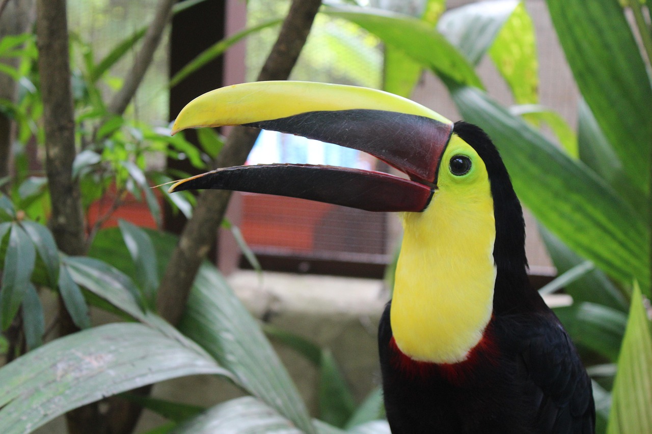 A toucan smiling