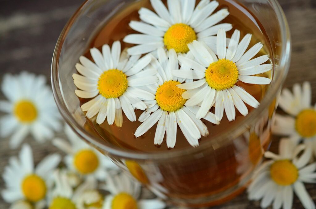 Chamomile flowers floating in a chamomile tea.
